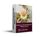 پکیج جامع آموزش گل رز مینیاتوری از مبتدی تا پیشرفته