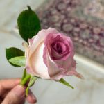 پکیج جامع آموزش گل رز باکارا از مبتدی تا پیشرفته - تصویر 2