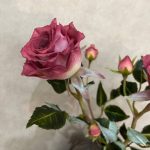 پکیج جامع آموزش گل رز لاله از مبتدی تا پیشرفته - تصویر 2