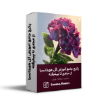 پکیج جامع آموزش گل هورتانسیا از مبتدی تا پیشرفته