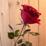 پکیج جامع آموزش گل رز قرمز از مبتدی تا پیشرفته - تصویر 2