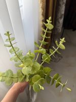 پکیج جامع آموزش گل اکالیپتوس از مبتدی تا پیشرفته - تصویر 2