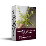 پکیج جامع آموزش گل اکالیپتوس از مبتدی تا پیشرفته
